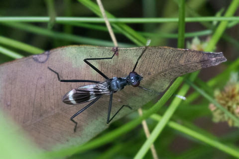Stilt-legged Fly (Mimegralla australica) (Mimegralla australica)